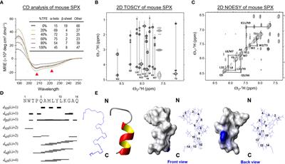 Mouse Spexin: (I) NMR Solution Structure, Docking Models for Receptor Binding, and Histological Expression at Tissue Level